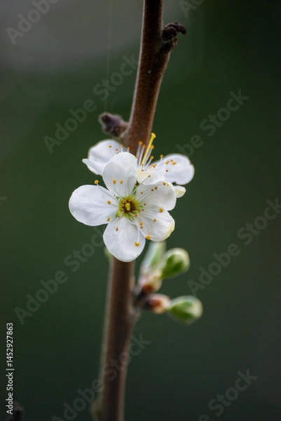 Fototapeta Plum tree blossom 