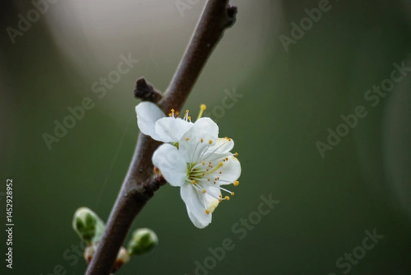 Fototapeta Plumb tree blossom