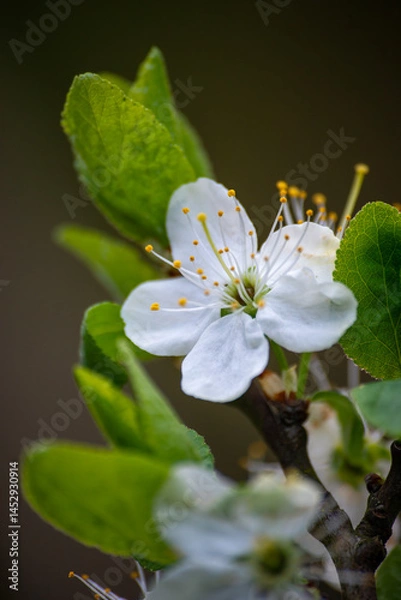 Fototapeta Plumb tree blossom