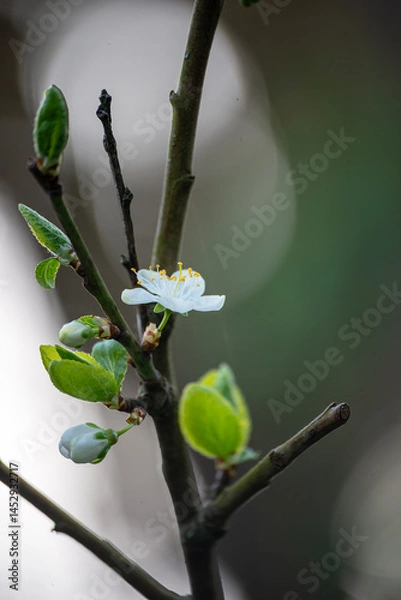 Fototapeta Plumb blossoms