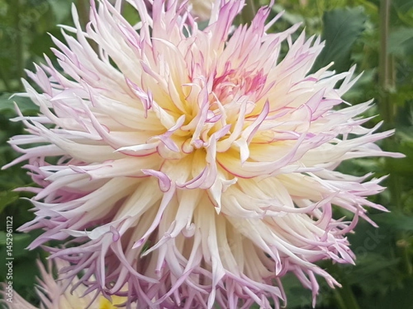 Fototapeta Dahlia in a garden in summer