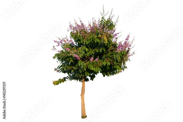 Obraz tree Inthanin, Queen s flower, Pride of India, Lagerstroemia macrocarpa Wall middle large tree with beautiful purple flowers and hard shell brown seeds