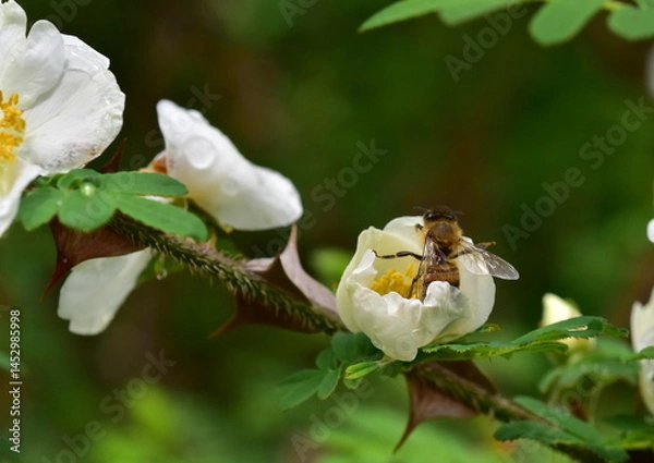 Obraz Biene in einer Strauchrose