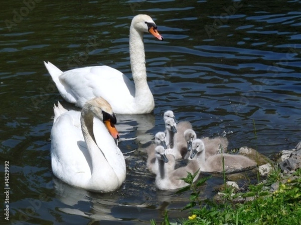 Obraz Schwanenfamilie mit fünf Küken