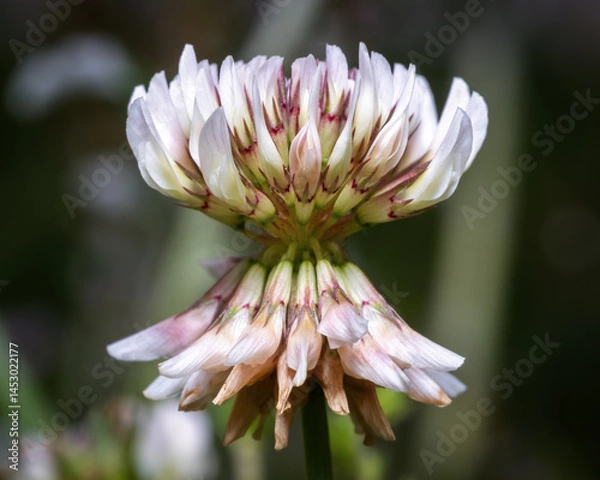Fototapeta Close up of a native white clover bloom