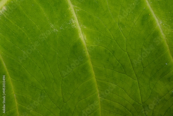 Obraz Close-up of a green leaf showing natural texture, veins, and organic pattern. Perfect for backgrounds, nature themes, and eco-friendly designs.