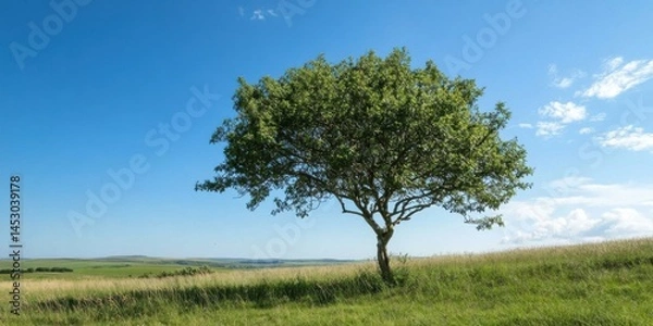 Fototapeta A Solitary Tree Stands Majestically Under a Bright Blue Sky in a Lush Green Field Expansively