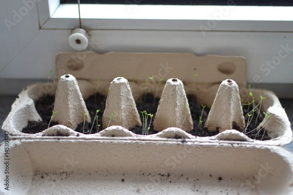 Obraz plant seedlings in window sill