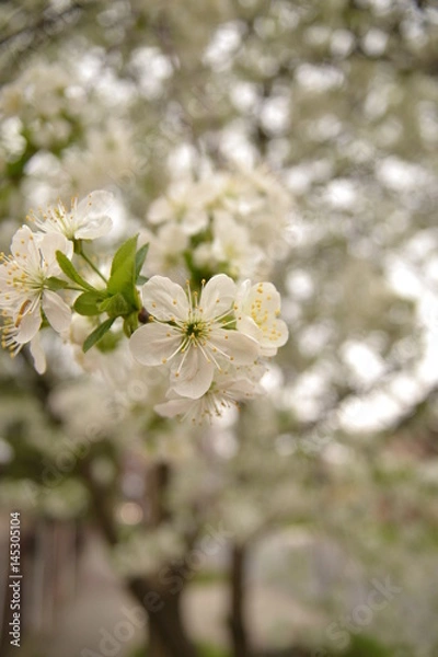 Obraz Beautiful flowers