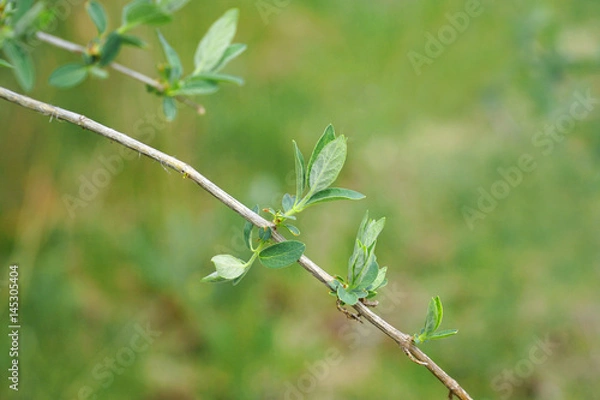 Fototapeta spring leaf on tree twig in spring
