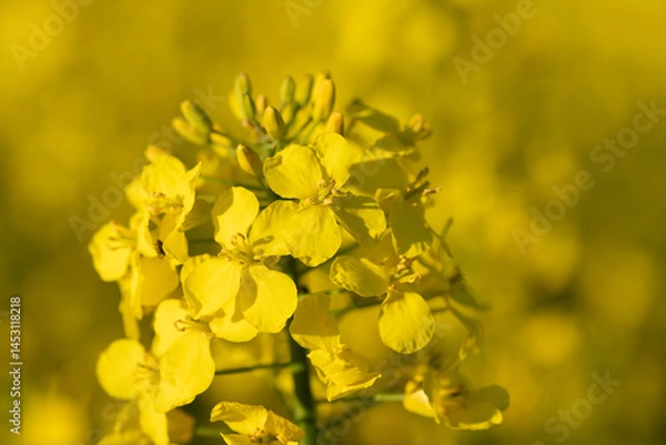 Fototapeta Close-up of yellow flowering rape in the field. The flower glows yellow against a yellow background.