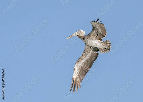 Obraz view of a big pelican with open wings flying over the ocean to fish