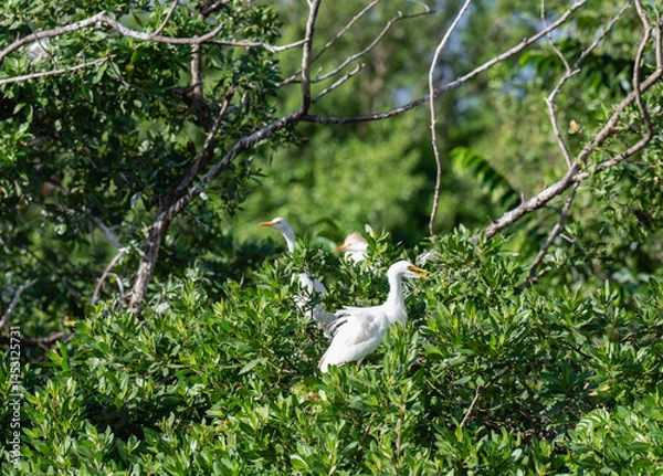 Obraz view of a white heron perched in a tropical tree with green leafs during the day