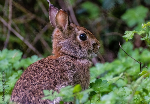 Fototapeta Rabbit on Watch