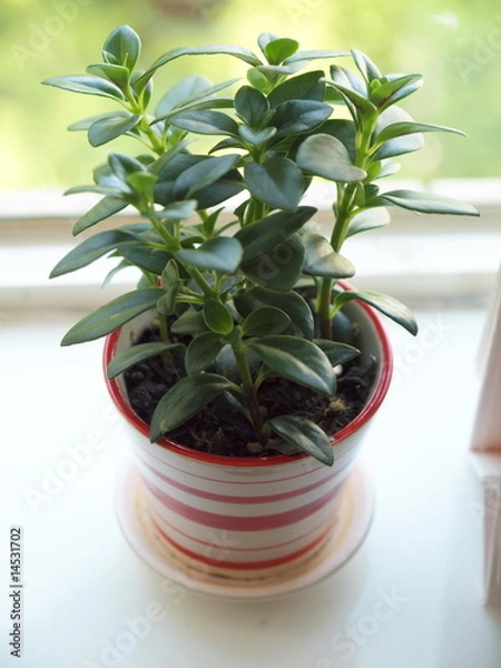 Obraz OLYMPUS DIGITAL CAMERA