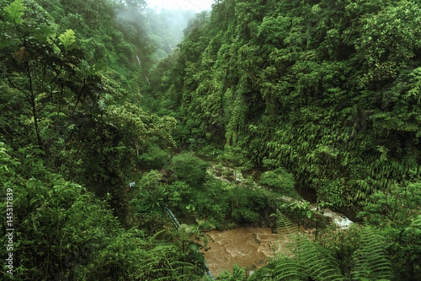 Obraz Tropical river with palm trees on both shores