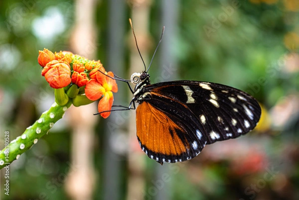 Obraz Close-up of a beautiful butterfly with black and orange wings feeding on small orange flowers. Vibrant nature macro shot with soft bokeh background.

