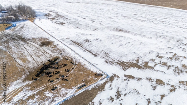 Fototapeta Overhead view of a cattle feedlot in the winter with snow on the ground.
