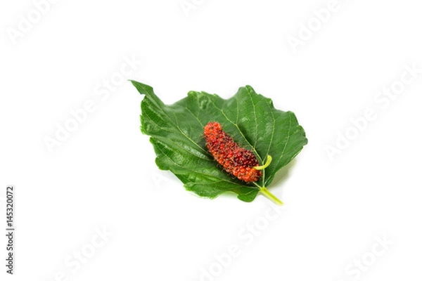 Obraz mulberry on leaf