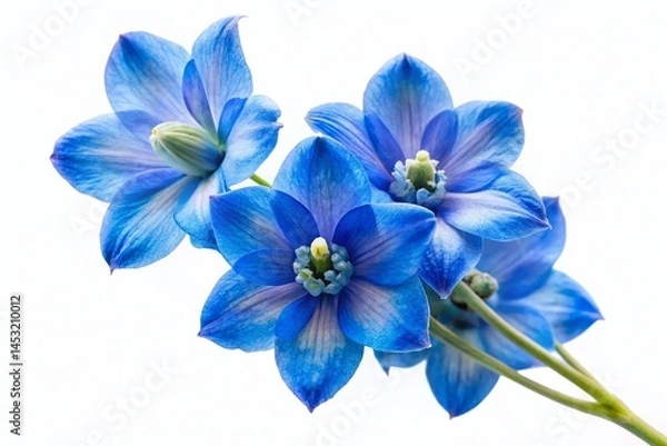 Fototapeta Stunning Blue Delphinium Flower, Isolated White Background - High-Resolution 3D Render