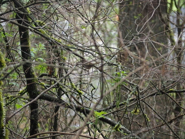 Obraz Bird in the Forest