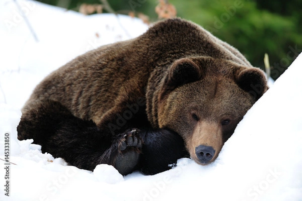 Obraz Braunbär, Schlafen, Winter