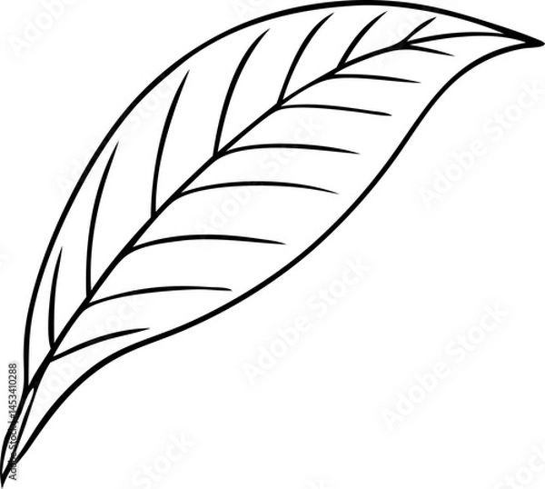 Obraz feather vector illustration