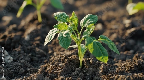 Obraz Young pepper plant growing in fertile soil, sunlight illuminates its leaves, showcasing the beauty of nature's cycle and agriculture's promise.