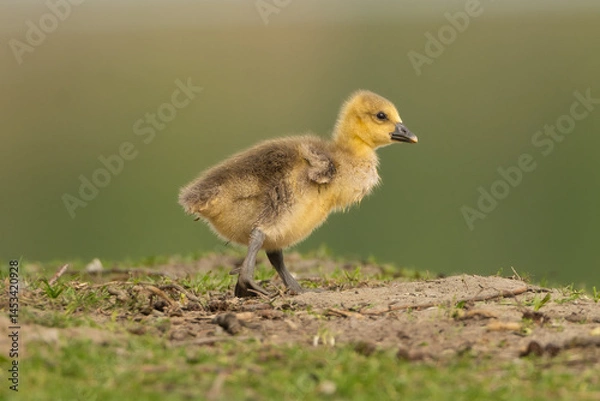 Fototapeta Gosling of greylag goose or graylag goose - Anser anser walking on ground at green background. Photo from Milicz Ponds in Poland.