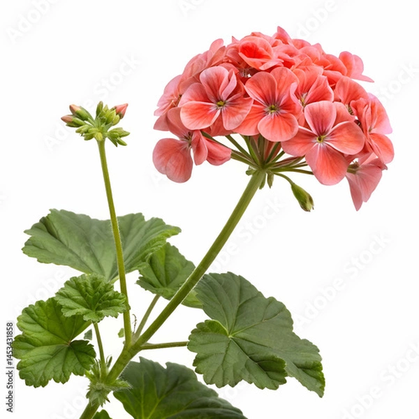 Fototapeta Geranium 3D rendered flower isolated on a white background with vibrant petals and intricate realistic details
