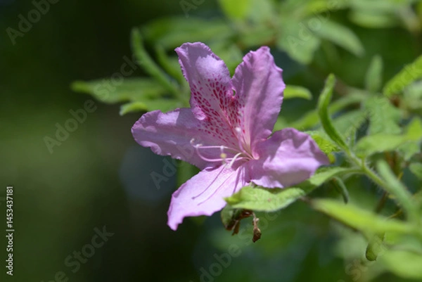 Obraz モチツツジ