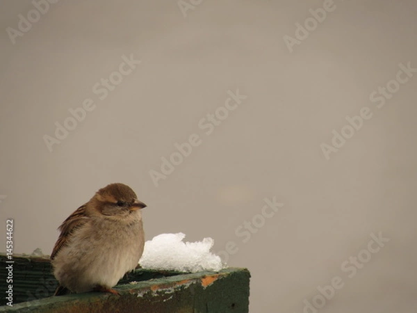 Obraz Sparrow in the cold spring