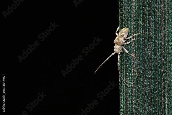 Fototapeta Tea-tree Longhorn beetle (Rhytiphora obliqua) at night, South Australia