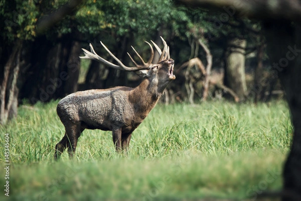 Obraz Red deer roaring 