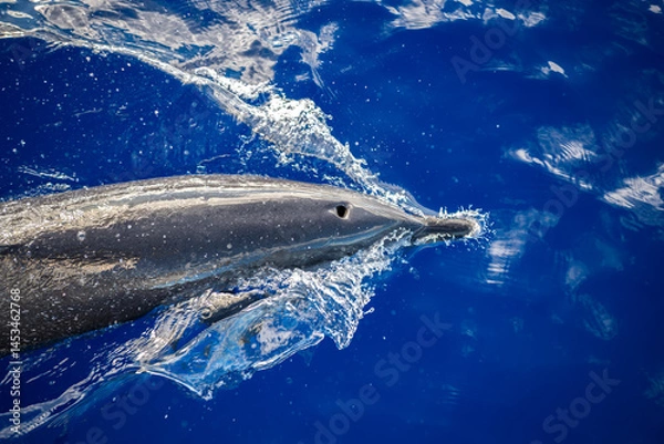 Fototapeta Close-up of a dolphin riding the bow wave in the clear waters of Hawaii.