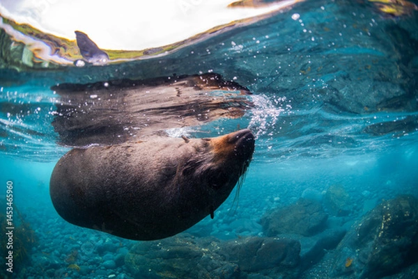 Fototapeta An Australian fur seal swims gracefully in the waters off the southern coast of Australia.