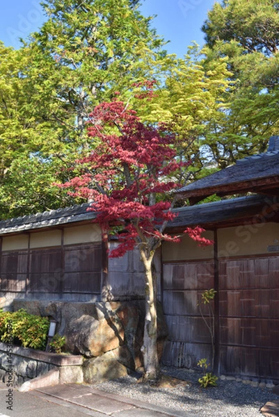 Obraz 細川家別邸の紅葉