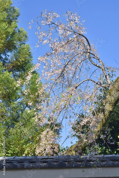Obraz 庭の桜
