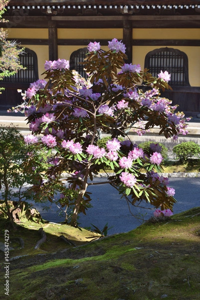 Obraz 南禅寺の芍薬と法堂