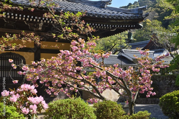 Obraz 南禅寺の芍薬と八重桜と法堂