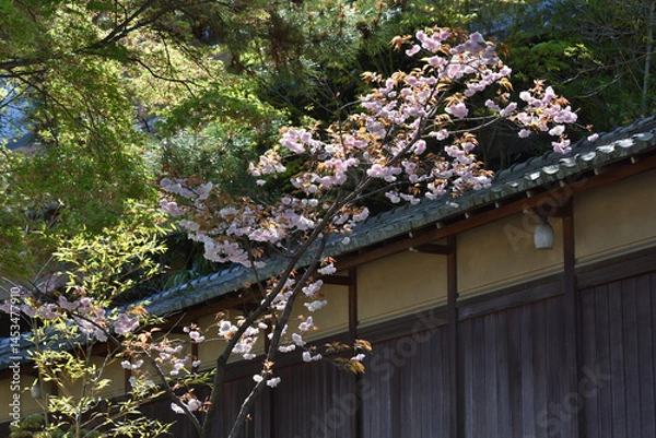 Obraz 庭の桜