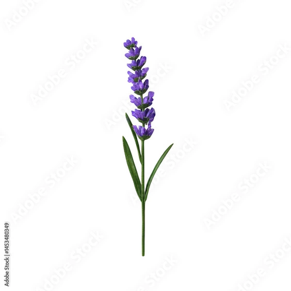 Fototapeta Single lavender flower stem isolated on transparent background