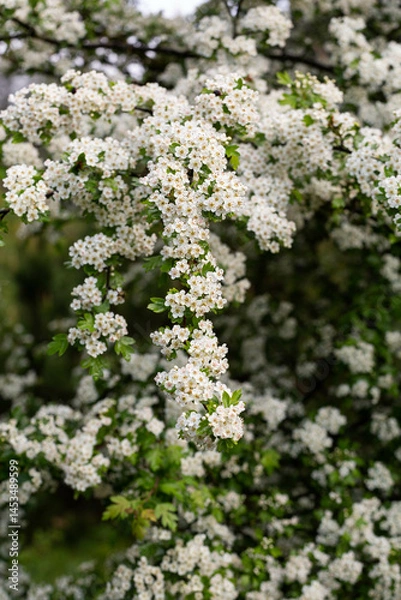 Obraz Kwitnące drzewa na wiosnę 