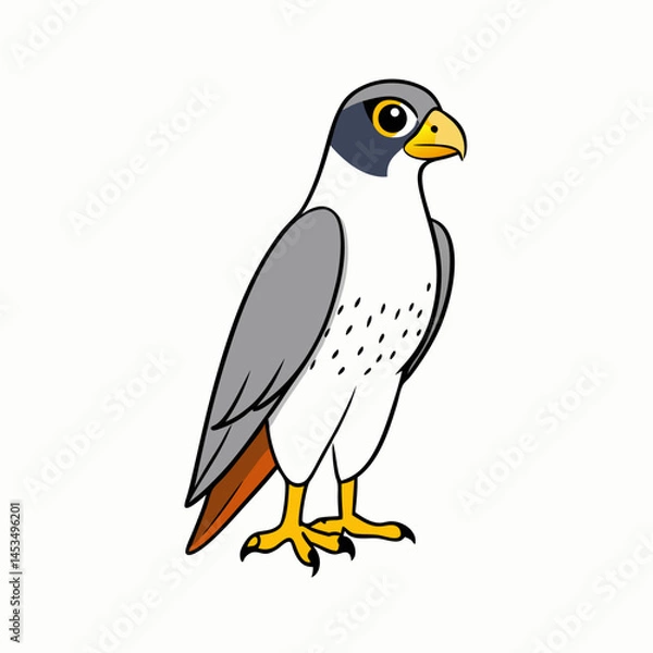 Obraz vector illustration of an peregrine  falcon
