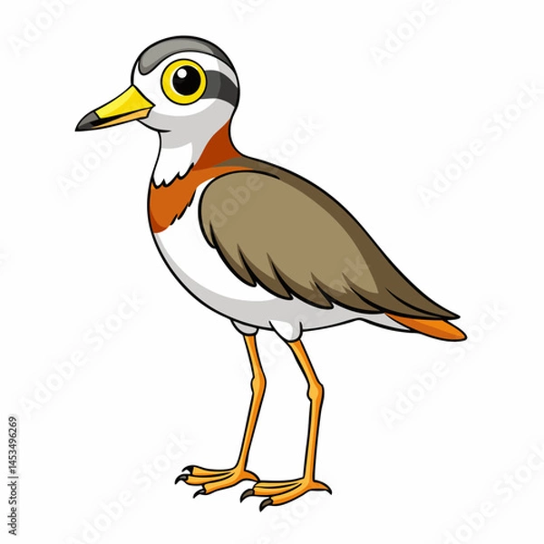 Obraz illustration of a plover  bird
