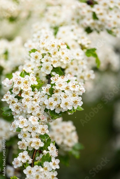 Obraz Kwitnące drzewo 