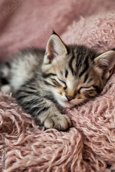 Fototapeta Image is a close-up photograph of a sleeping kitten lying on its back.