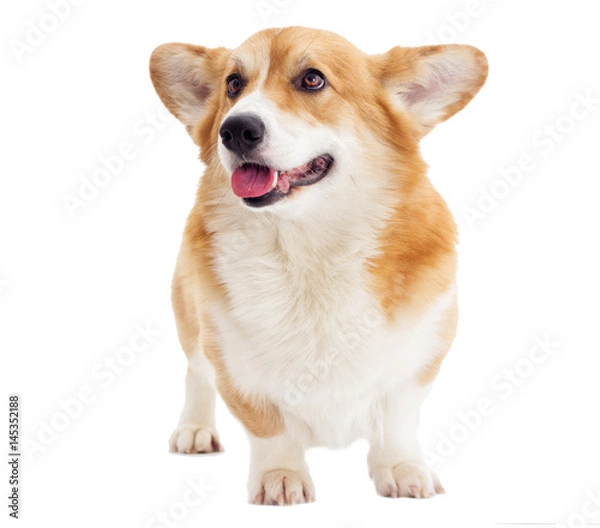 Obraz dog looking on a white background