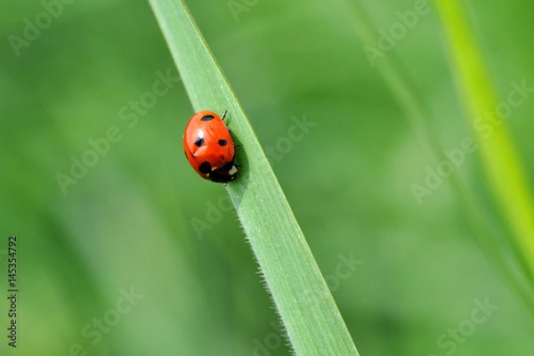 Obraz Ladybird sitting on top of grass in the meadow