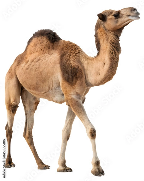 Obraz camel on transparent background. Eid Al Adha concept.